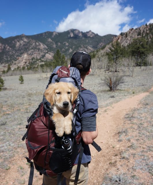 Travel With Your Dog
