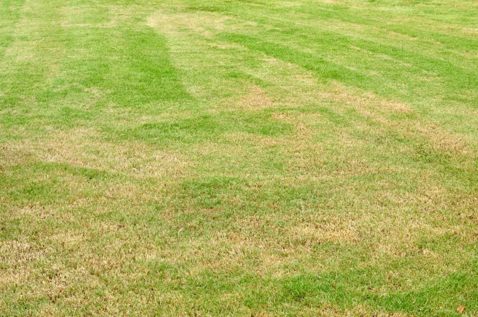 Causes And Solutions For Brown Spots In Grass Lives On